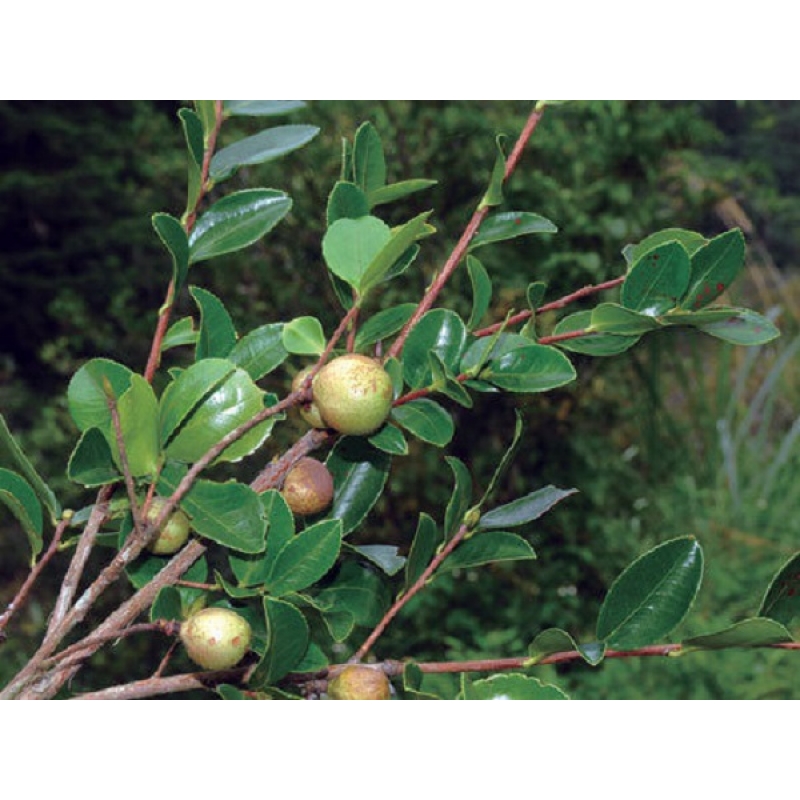 小果苦茶